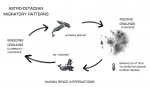 astrocetacean.jpg