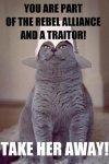 a_aaa-a-funny-cat-saying-you-are-a.jpg