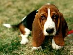 sadpuppy.jpg
