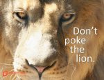 lion-close-up.jpg