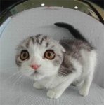 fraidy_cat.jpg