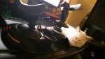 ED Cat.jpg