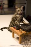 795791-fancy-felines-prep-for-annual-cat-show-at-madison-square-garden.jpg