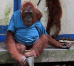 orang.jpg