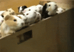 Ratones-Graciosos-59406.gif