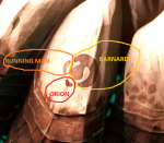 Barnacle Source.png