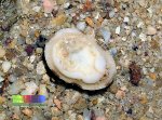 limpet.jpg