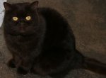 happy-cat.jpg