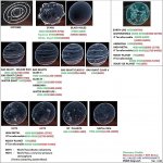 Holo-Icons 1.44.jpg Holo-Icons 1.44.jpg