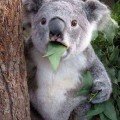 koala.jpg