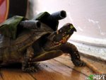 armed-turtle-tank.jpg