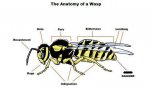 wasp-safe.jpg