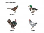 poultry_game.jpg