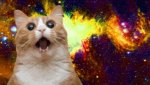 15-best-cat-memes-ever-meow--3283dd863e.jpg