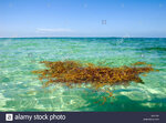 floating-seaweed-nassau-bahamas-B5Y73F.jpg