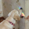 Barks_Internally