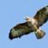 Buzzard