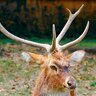 I love deer 🦌