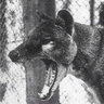 Thyla1936