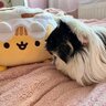 nilliebug