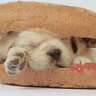 Puppy666