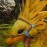 Chocobo