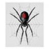 Latrodectus Mactans