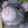 Moonrat