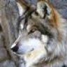 Ragewolf