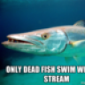 fishslapper