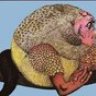 Lepus Melba