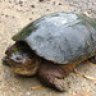 Turtle Wax
