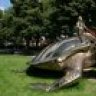 Tortuga Brillante