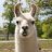 ToxicLama