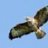 Buzzard