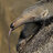 Anteater_Queen