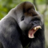 SilverBack5