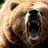 Z BEAR Z