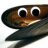 Catchy Mussel