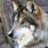 Ragewolf